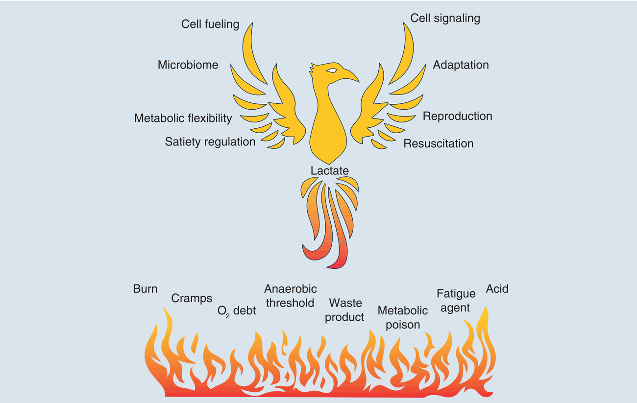 A phoenix named “Lactate” rises from the flames of the old misconceptions (waste product, poison, acid, fatigue agent, oxygen debt, anaerobic threshold) and unfolds its real roles: cell fueling, signalling, adaptation, metabolic flexibility, resuscitation.