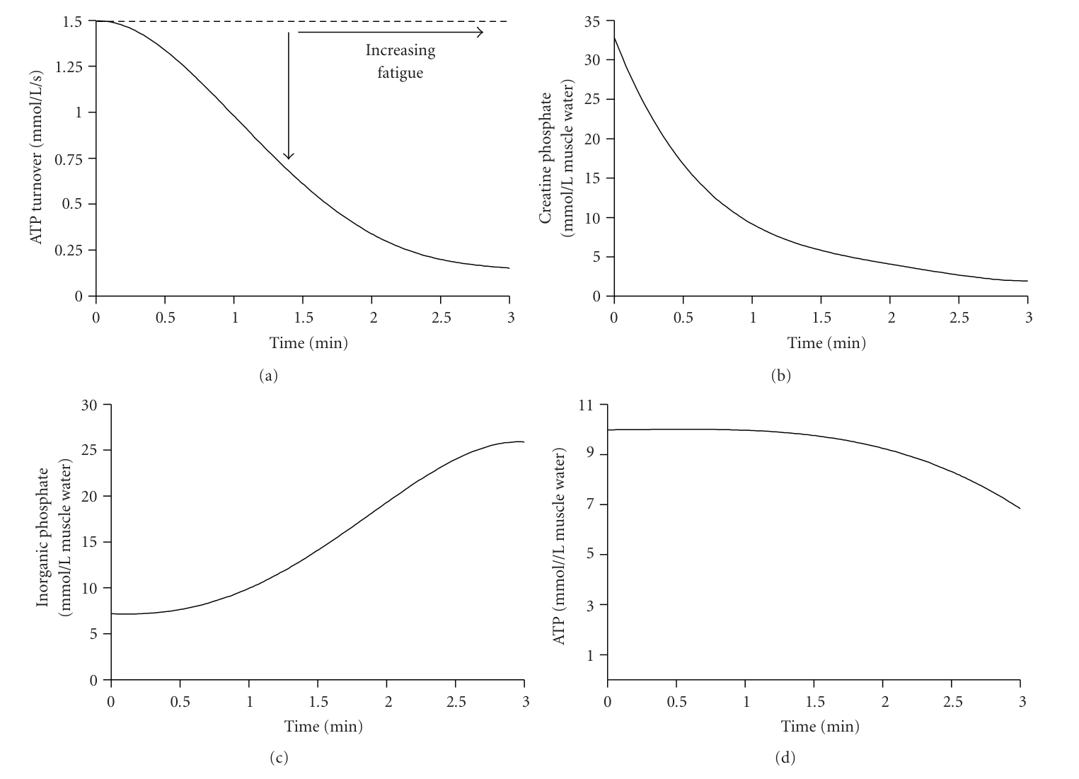 Four curves over 3 minutes of intense effort: (a) the rate of ATP renewal decreases, (b) phosphocreatine drops sharply, (c) inorganic phosphate rises, (d) the ATP concentration stays almost constant and only falls at the end of the effort.